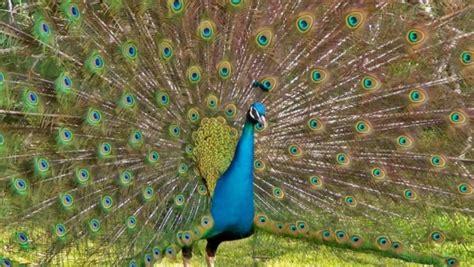 Rajasthan Judge’s ‘peacock Don’t Have Sex’ Remark Draws Flak Nagpur Today Nagpur News