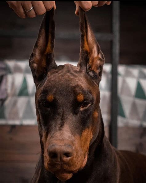 16 Cool Facts About Doberman Pinschers Page 6 Of 6