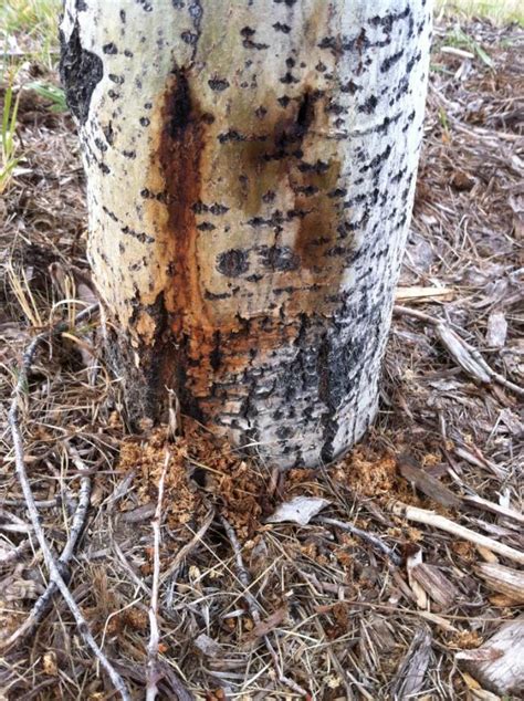 The quaking aspen and the bigtooth aspen are members of the willow family of trees. Hole's Blog — Hole's Greenhouses