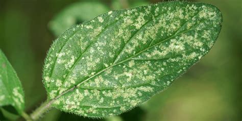 How To Identify And Treat Spider Mites Wallacegardencenter