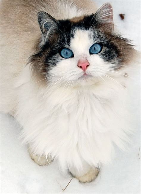 Cat with deep blue eyes. Intense blue eyes, semi long haired cat. Not sure of breed ...