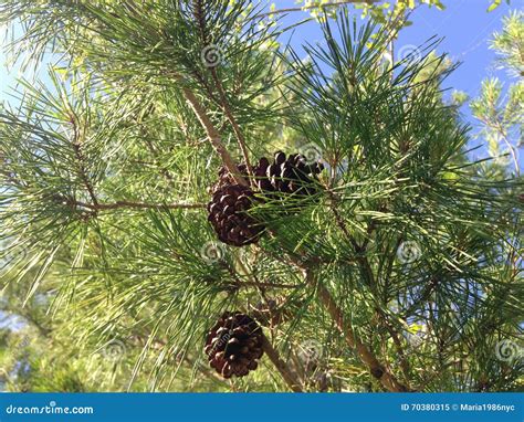 Pine Tree With Cones Growing In Woods In South Daytona Florida Stock