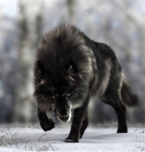 Artstation Black Timber Wolf