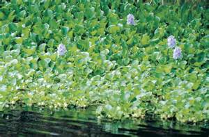 Water Hyacinth Declared Pest Agriculture And Food