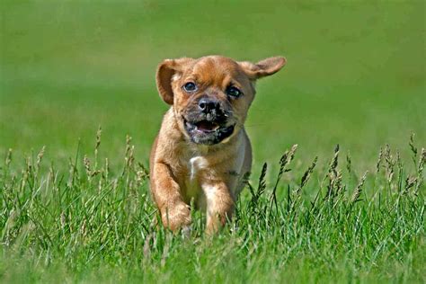 What Is A Puggle The Pugbeagle Mix Everyone Wants
