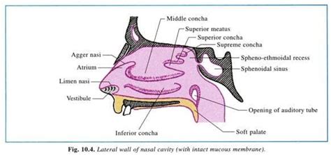 Lateral Nasal Wall