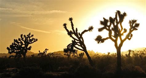 9 Fun Things To Do In Joshua Tree National Park Hikes