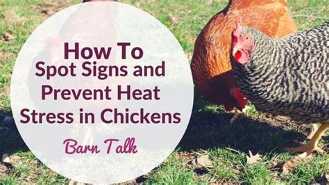 First of all, do not panic. How To Spot Signs And Prevent Heat Stress In Chickens - VPSI
