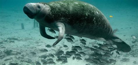 Everything You Need To Know About Dugongs The Sea Cows Of Andaman