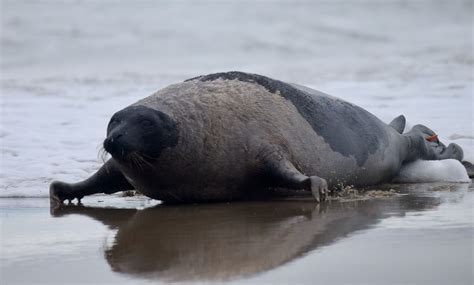 Seals Released Into Waters Off The Jersey Shore Nbc10 Philadelphia