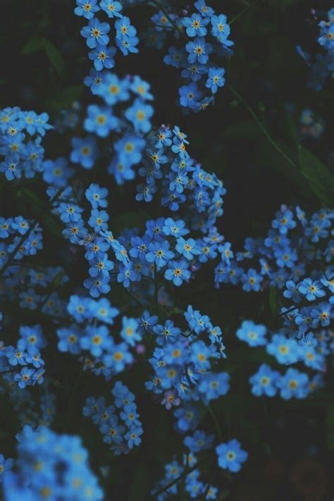 Blue Flowers Wallpaper Flowershintergrundbilderblue Flowers