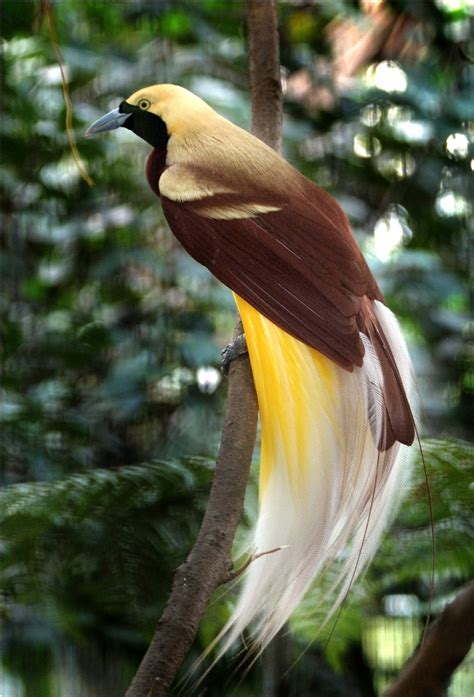 Burung yang berasal dari raja ampat (papua) ini memiliki panjang 33 cm. Endangered Bird Species in Indonesia - Ambassador report ...