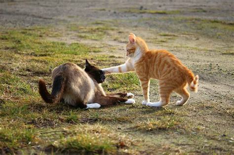 Cat Fights What To Know To Do Interfere Or Not Pets Feed