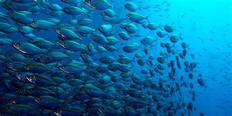 17 Best Images About Ocean Fish On Pinterest Pictures Of Colorful