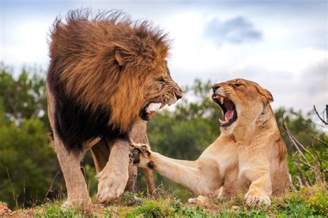 Cat Fight Love Is Not In The Air As Lioness Puts Her Paw