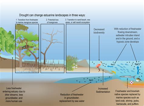 Drought Impacts To Coastal Estuary Ecosystems In The Us Caribbean U
