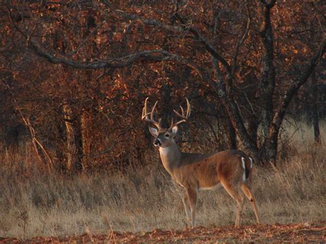 Whitetail Deer Hunting Wallpapers Top Free Whitetail Deer Hunting