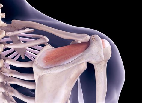The clavicle (collarbone), the scapula (shoulder blade), and the humerus (upper arm bone) as well as associated muscles, ligaments and tendons. Rotator Cuff Muscles - Supraspinatus, Infraspinatus