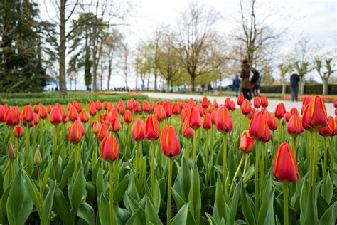 Spring At The Morges Tulip Festival The Taste Edit