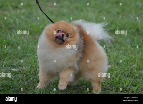 Cute Little Pomeranian Dog Licking The Tip Of His Nose Stock Photo Alamy