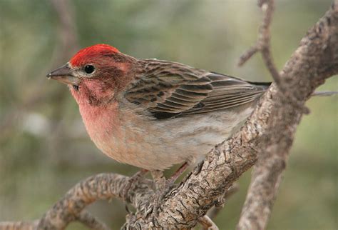 16 Species Of Red Bird Images With Name Will Make Your Day Bird Red