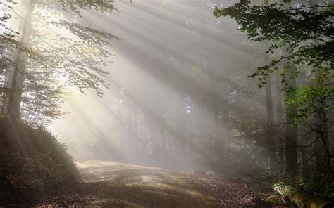 2880x1800 Morning Fog Sunbeam Forest 5k Macbook Pro Retina Hd 4k