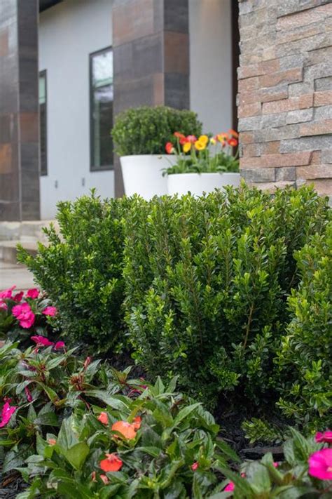 Baby Jade™ Boxwood Buxus Microphylla Var Japonica Baby Jade™ From