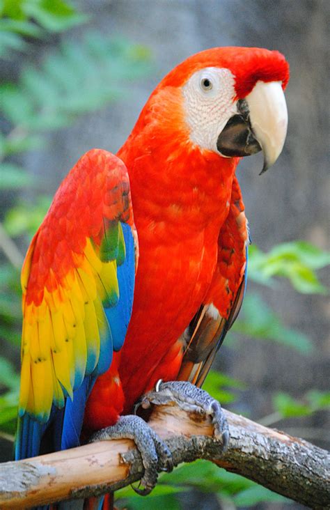Macaw Red Parrot Images Pictures Latest Hd Wallpapers