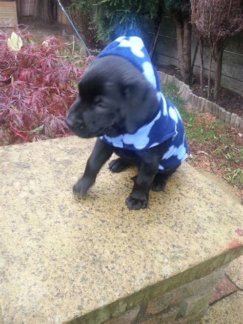 Check our list of puppies for sale now! 7 week old black lab female cute friendly puppy!! | Preston, Lancashire | Pets4Homes