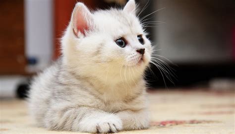 Cute Fluffy Kittens Compilation Videos Viralcats At Viralcats