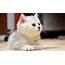 Cute Fluffy Kittens Compilation  Videos Viralcats At