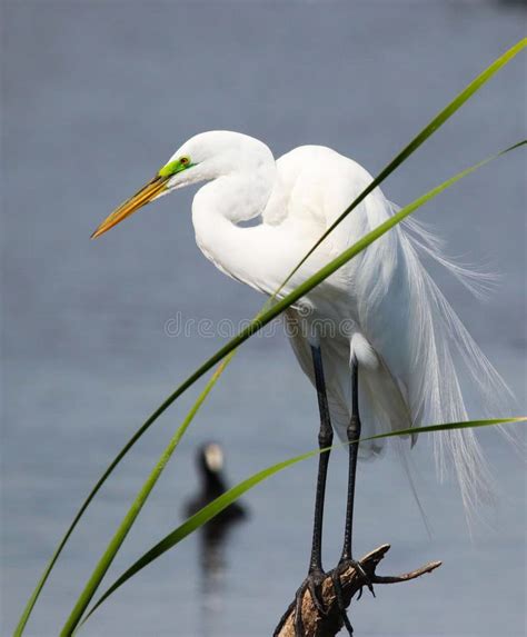 Great White Egret In Florida Stock Photo Image Of Branches Central