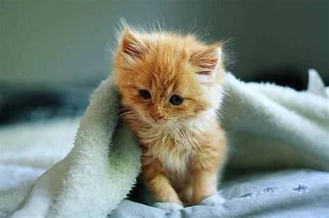 Beautiful Siberian Kitten Rare Orange Tabby For Sale In