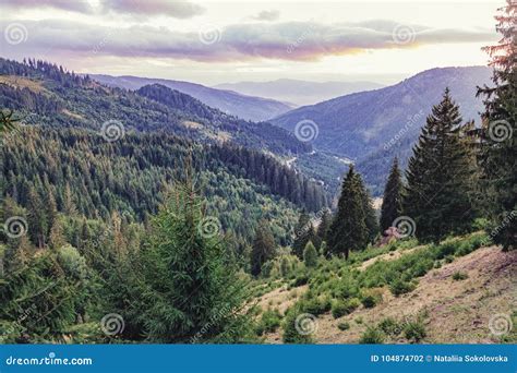Coniferous Forest In The Eastern Carpathians Stock Photo Image Of