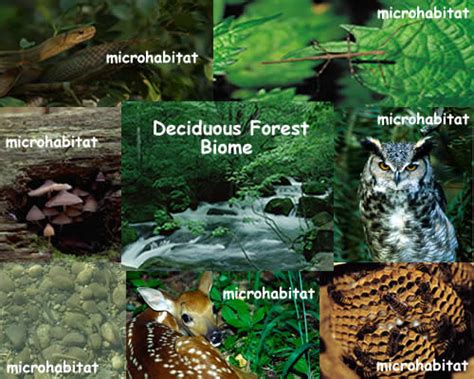 Top 136 Deciduous Rainforest Animals