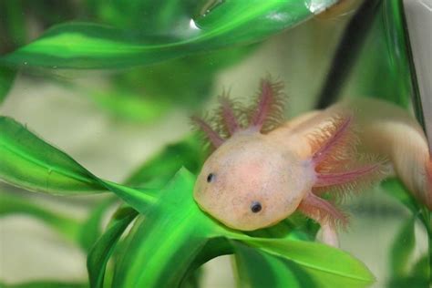 Caudata Org Newt And Salamander Forum Axolotl Fish Pet Salamander