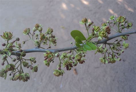 Limonia Acidissima L Plants Of The World Online Kew Science