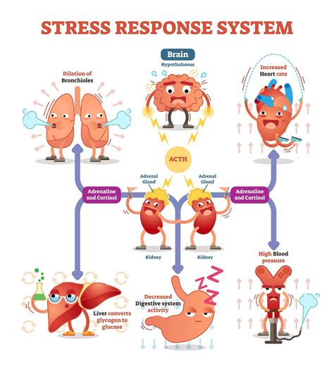 The Ultimate Guide To Reducing Stress And Anxiety Maxit Nutrition