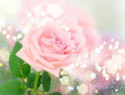 Desktop Hintergrundbilder Rose Rosa Farbe Blumen Nahaufnahme