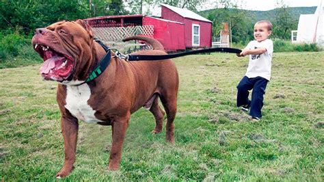 Viral How Big Is A Pitbull  My Dog Pitbull