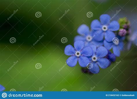 Beautiful Forget Me Not Flower In Garden Stock Photo Image Of