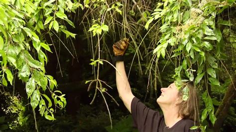How To Prune A Mature Weeping Cherry Tree Video Tutorials With Plant