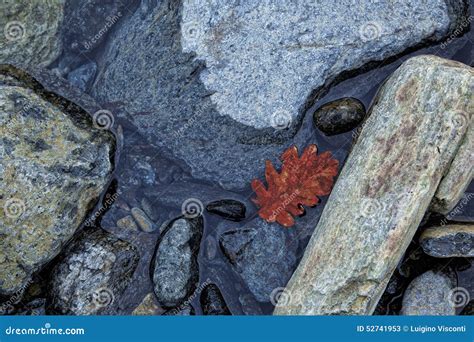 Water River Rocks With Red Leaf Stock Image Image Of River