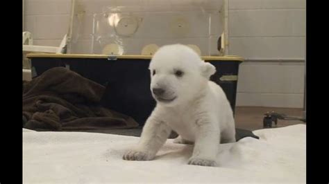 Viral Video Baby Polar Bear Takes First Steps