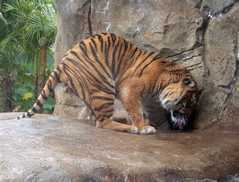 Tiger Magnificent Creature Abi Skipp Flickr