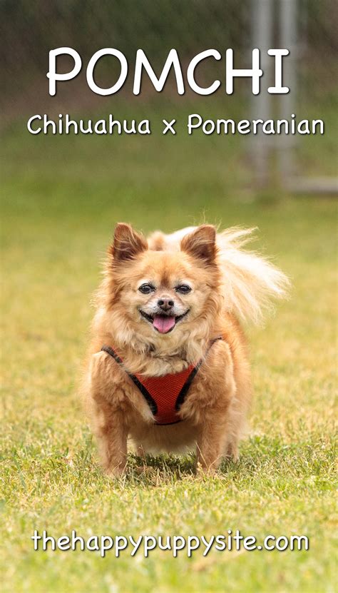 Pomeranian Vs Chihuahua Shedding Pets Lovers