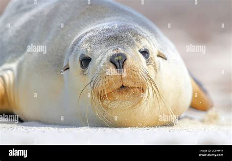 Australian Sea Lion Neophoca Cinerea Female Lying On The Beach