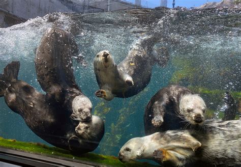 Monterey Bay Aquarium Announces Reopening Date Santa Cruz Sentinel