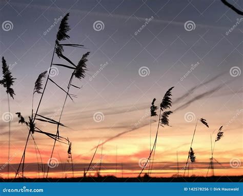 Sunset Over A Reeds Field Stock Photo Image Of Orange 142578256