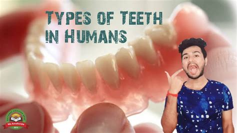 Different Types Of Teeth In Humans Class 7 Ncert Science Cbse